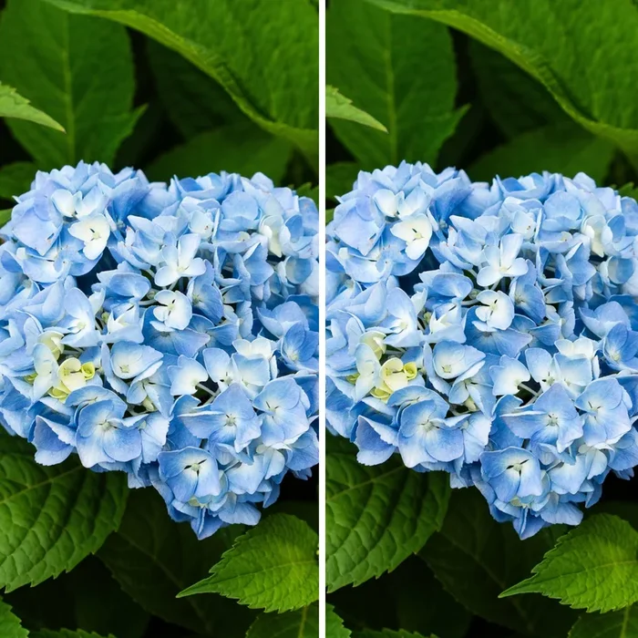 Ballhortensie Blau, 2 Pflanzen