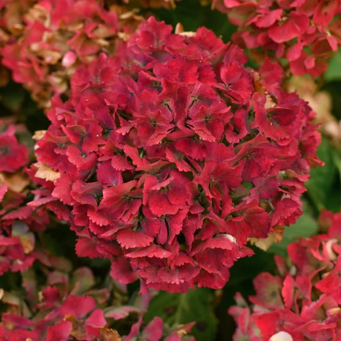 Ballhortensie