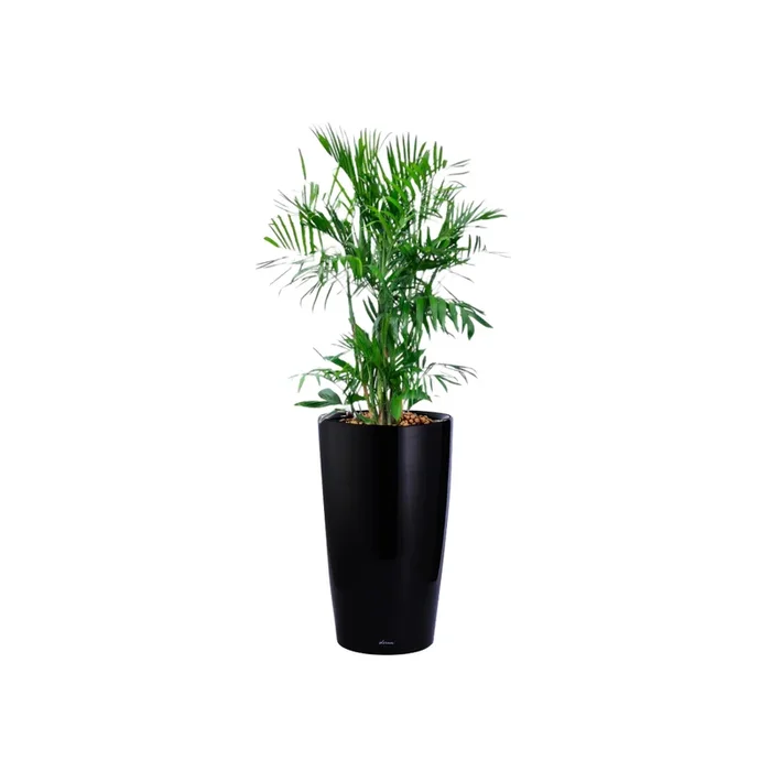 Bamboo Palm in Black High Cylinder Series 39.5cm (1.8m)