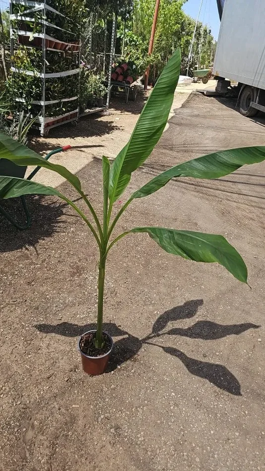 Bananenpflanze Topf 17 gelbe Früchte resistent 55 cm