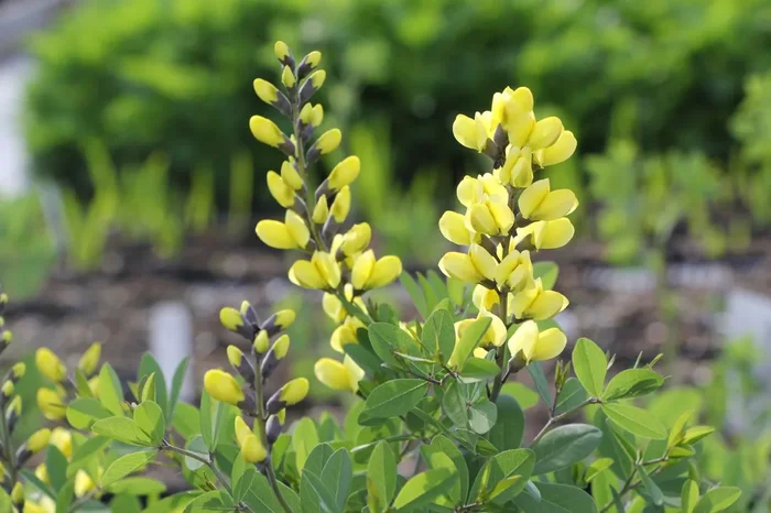 Baptisia ‚Lemon Meringue‘ ® (Färberhülse)