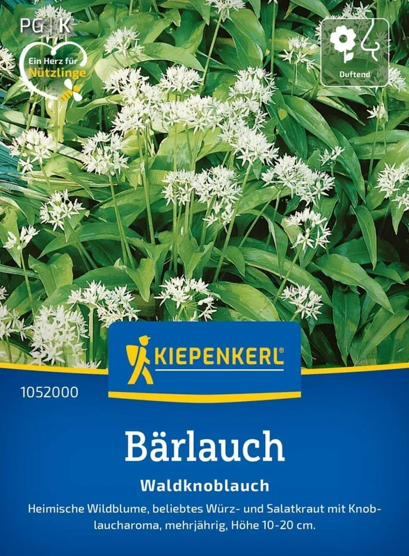 Bärlauch Waldknoblauch, Heimische Wildblume – beliebtes Würz- u Salatkraut -duftender Nektarspender