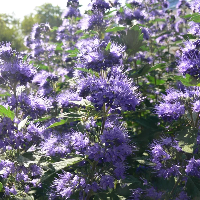 Bartblume ‚Blue Balloon®‘