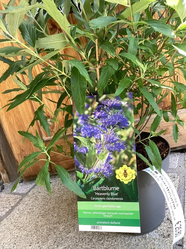 Bartblume ‚Heavenly Blue‘