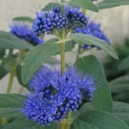Bartblume (Caryopteris x clandonensis) Dark Knight
