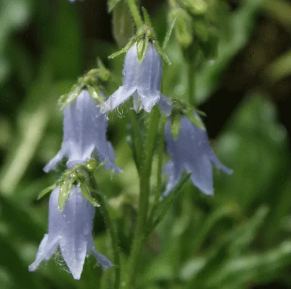 Bärtige Glockenblume (Campanula barbata) „Bio“
