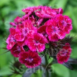 Bartnelke ‚Oeschberg‘ – Zweijährige Blume
