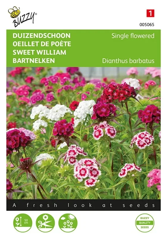 Bartnelkensamen ‚Einfachblühende‘