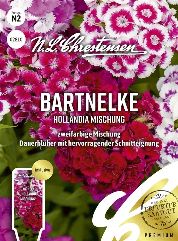 Bartnelkensamen ‚Hollandia Mix‘