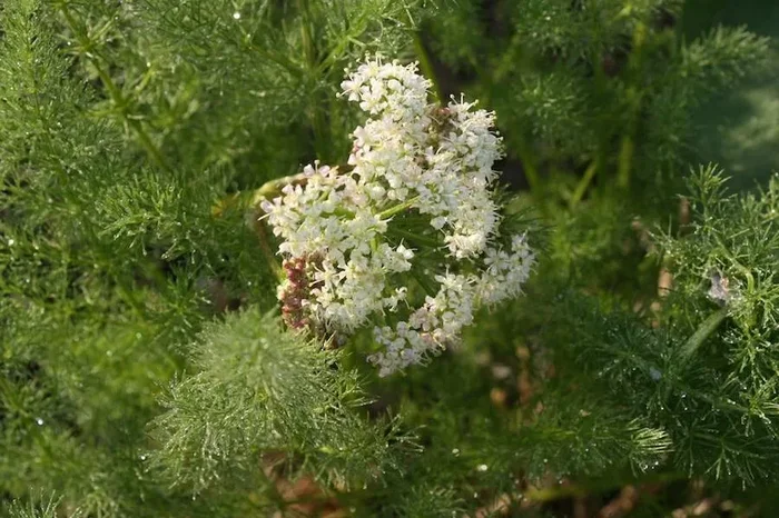 Bärwurz (Saatgut), Meum athamanticum