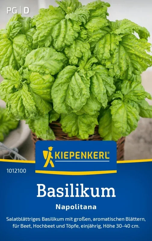 Basilikum Napolitana, Salatblättriges Basilikum mit großen aromatischen Blättern – Höhe: 30-40 cm