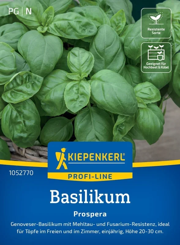 Basilikum Prospera , F1, Genoveser-Basilikum mit Mehltau- und Fusarium-Resistenz – Höhe 20-30 cm