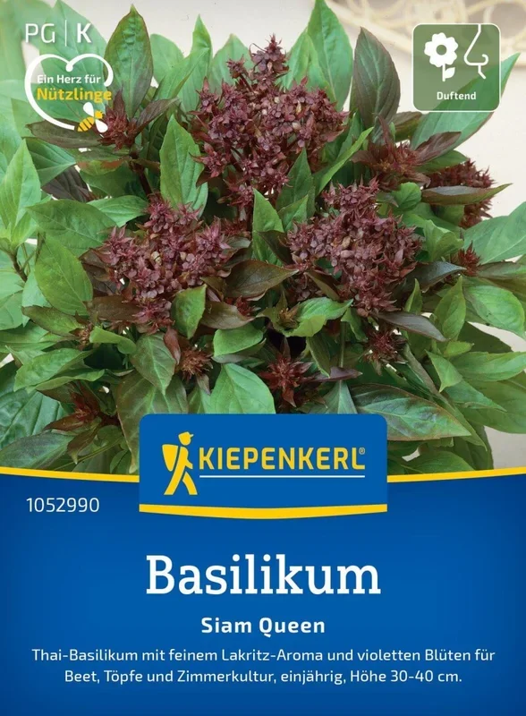 Basilikum Siam Queen, Thai-Basilikum – mit feinem Lakritz-Aroma – für Beet, Töpfe und Zimmerkultur