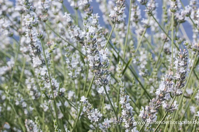 Bastard-Garten-Lavendel ‚Edelweiß‘