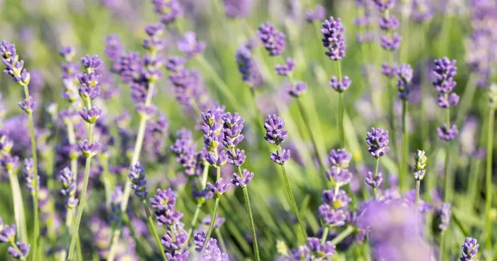 Bastard-Garten-Lavendel ‚Grosso‘