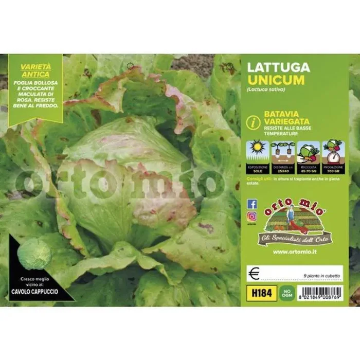 Batavia Variegata Unicum Salatpflanzen