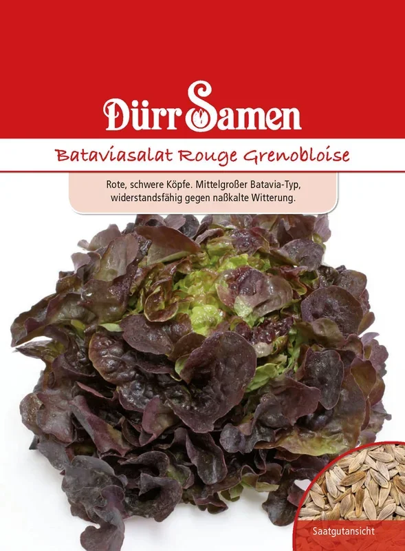 Bataviasalat Rouge Grenobloise