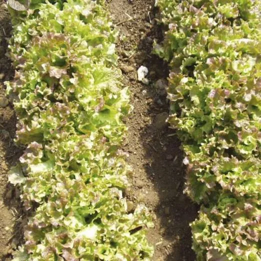 BataviasalatLattughino riccio Lollo