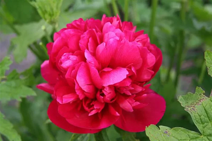 Bauerngarten-Pfingstrose ‚Rubra Plena‘