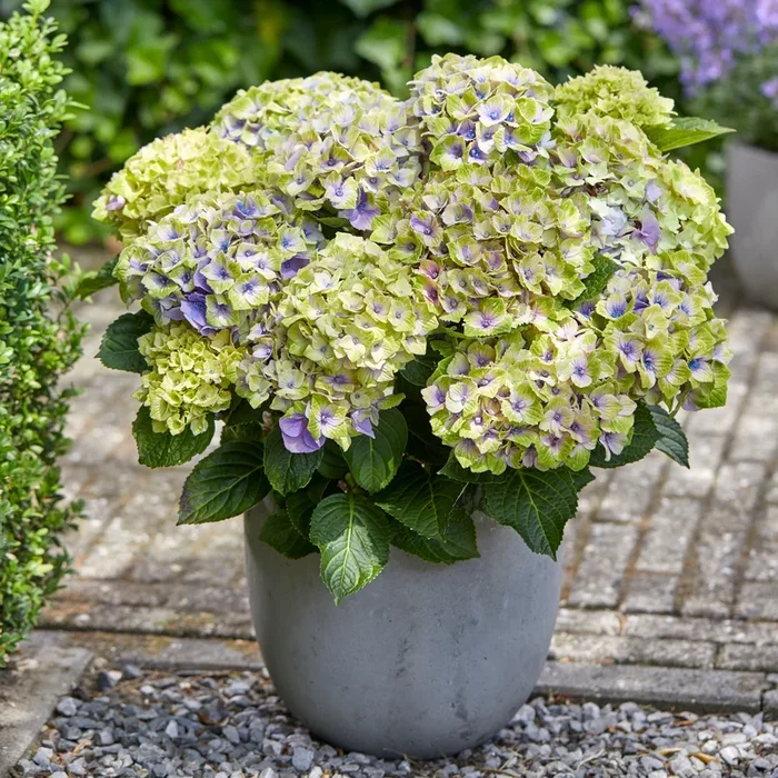 Bauernhortensie ‚Jewel‘