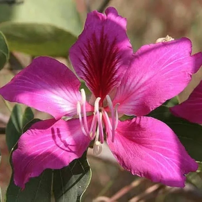 Bauhinia acuminata (Kanchan) Flower Plant- Purple