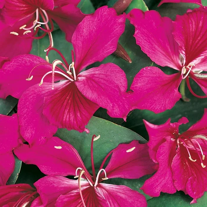 Bauhinia purpurea