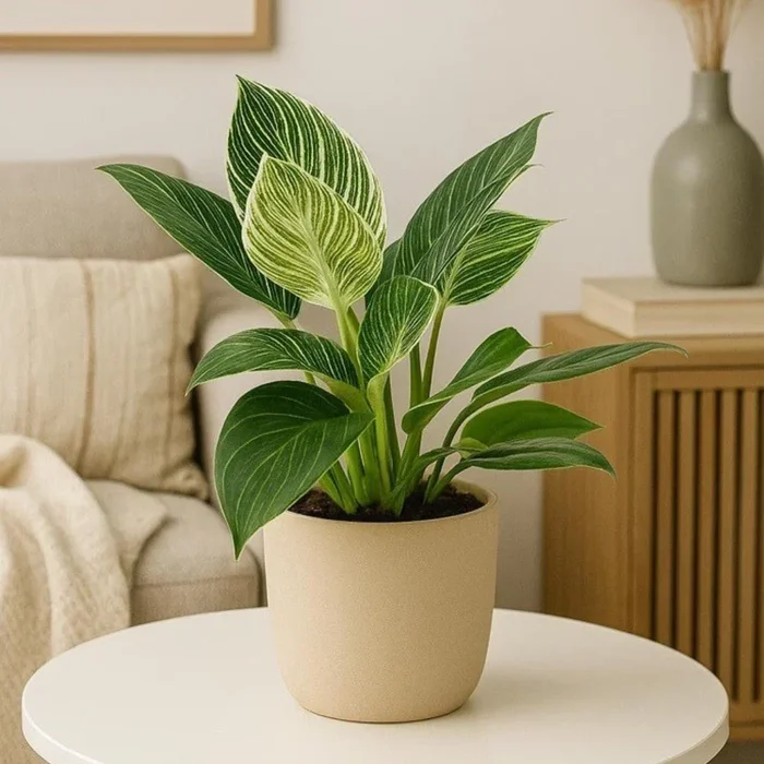 Baumfreund ‚White Wave‘
