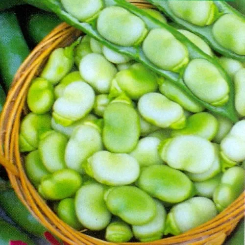 Bean Masterpiece Green Longpod