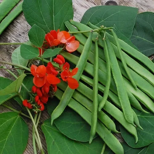 Bean Scarlet Emperor