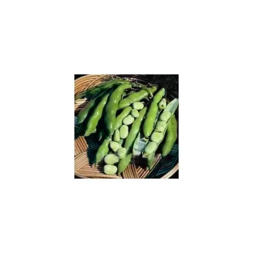 Bean The Sutton