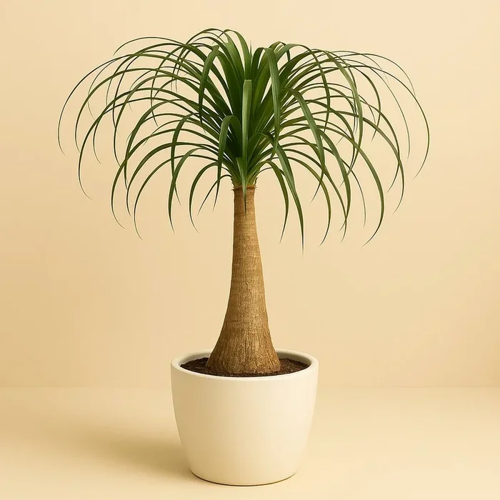 Beaucarnea Nolina – 80cm