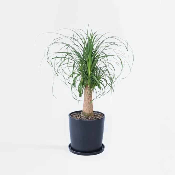 Beaucarnea recurvata – Elephant’s Foot