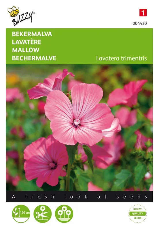 Bechermalve Rosa/Rot