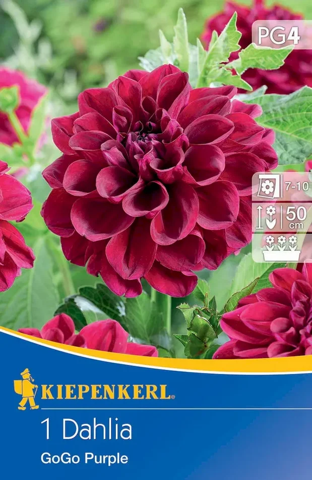 Beet- & Kübel-Dahlie Go Go Purple