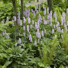 Beetpaket Schattengarten