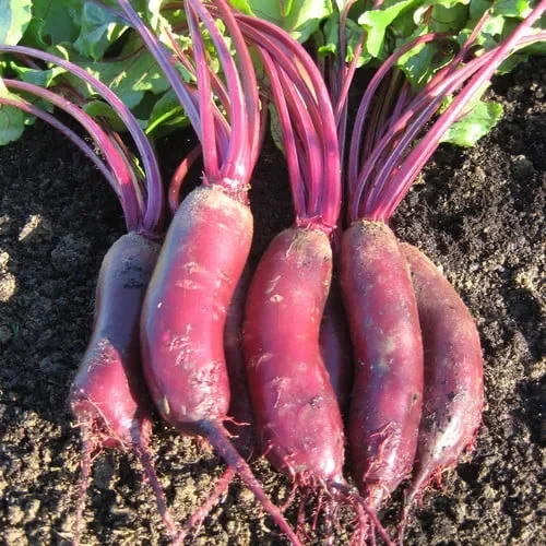 Beetroot Alto F1