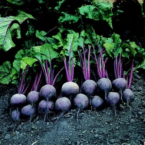 Beetroot Crimson Globe
