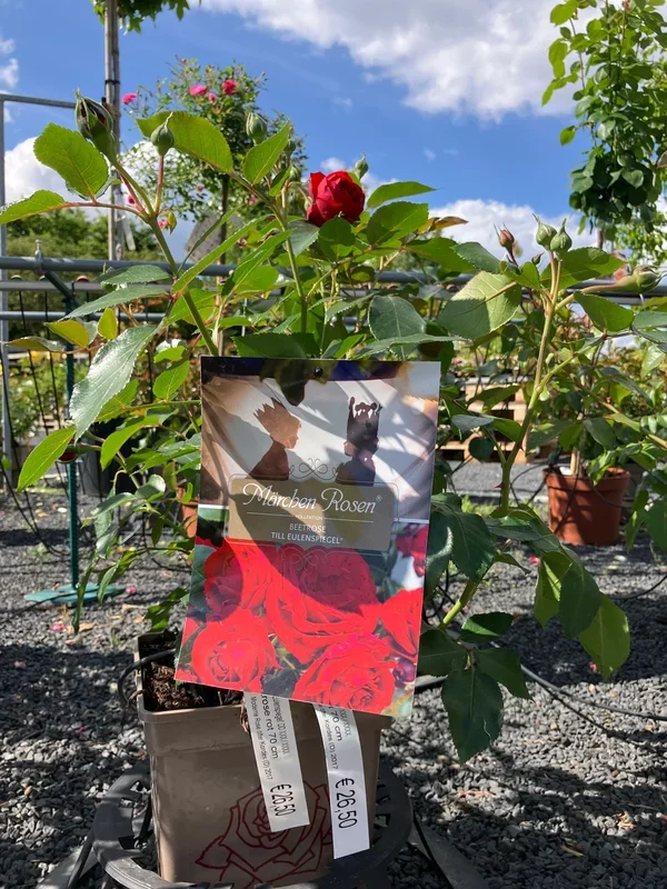 Beetrose ‚Till Eulenspiegel‘