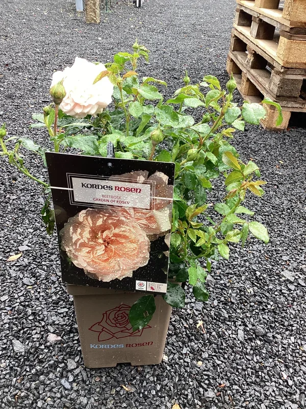 Beetrose ´Garden of Roses`