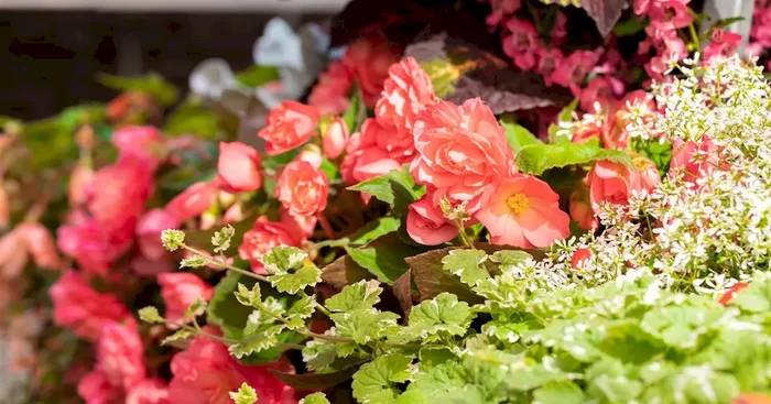 Begonia BELLECONIA Salmon