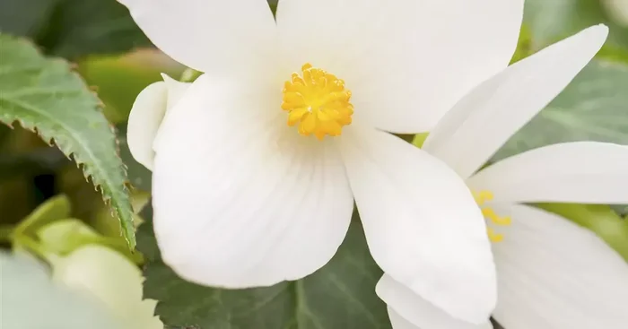 Begonia boliviensis F1 Bossa Nova Pure White