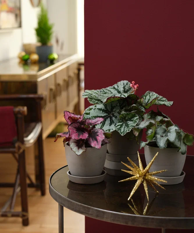 Begonia Collection