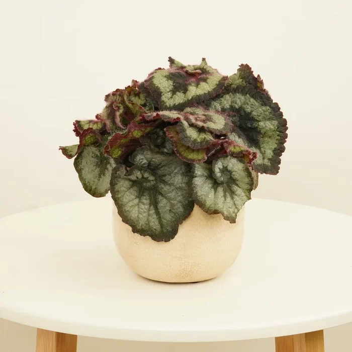 Begonia | Escargot