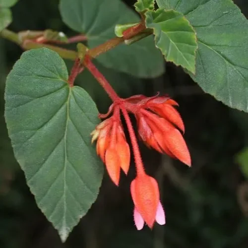 Begonia Ferruginea