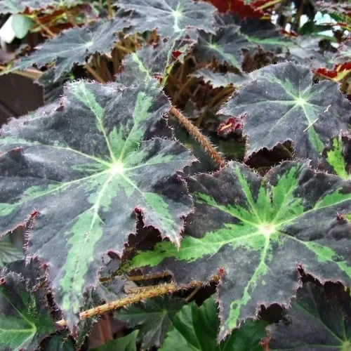 Begonia Heracleifolia