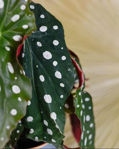 Begonia maculata ‚Polka dot‘ Medium