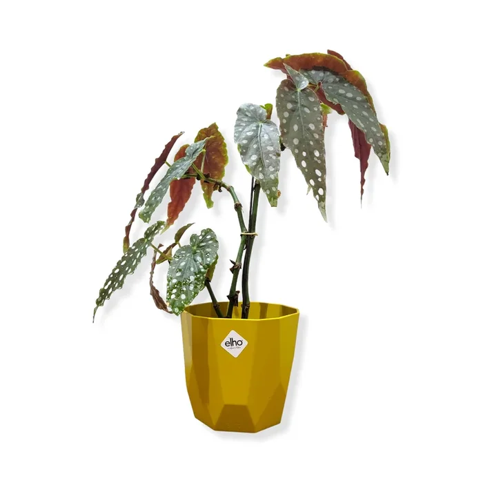 Begonia Maculata in Ochre B for Rock 14cm(0.35m)