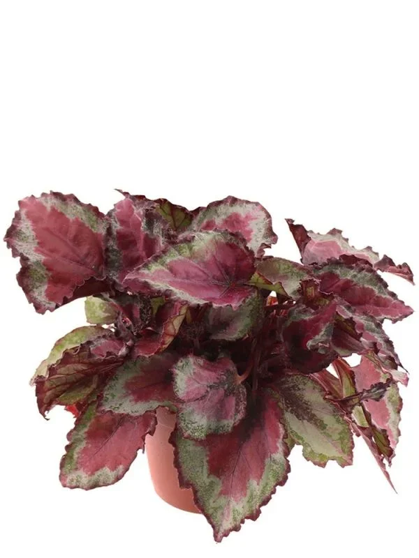 Begonia Rex Spitfire