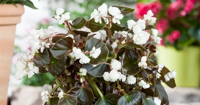 Begonia semperflorens Ascot Bronze Leaf Mix