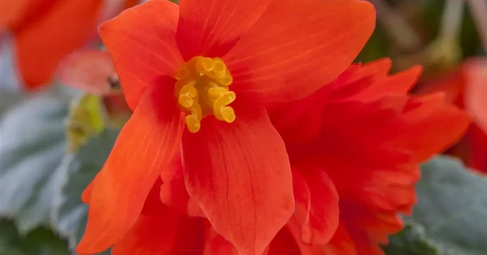 Begonia x tuberhybrida${2}